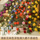 High simulation encrypted flower Menghongyao long vine long strips