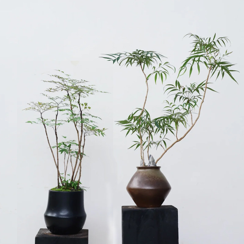 十大功劳盆栽精品桌面绿植四季常青办公室书房客厅镇宅招财好养活,淘宝优惠券,粉丝福利购,淘宝优惠卷