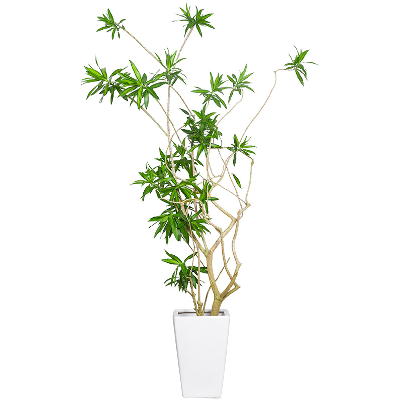 花兮绘金心百合竹大盆栽老桩金边龙血树客厅绿植一物一拍室内植物