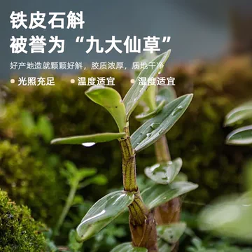 160g*6碗！胶趣铁皮石斛豆沙粥[89元优惠券]-寻折猪