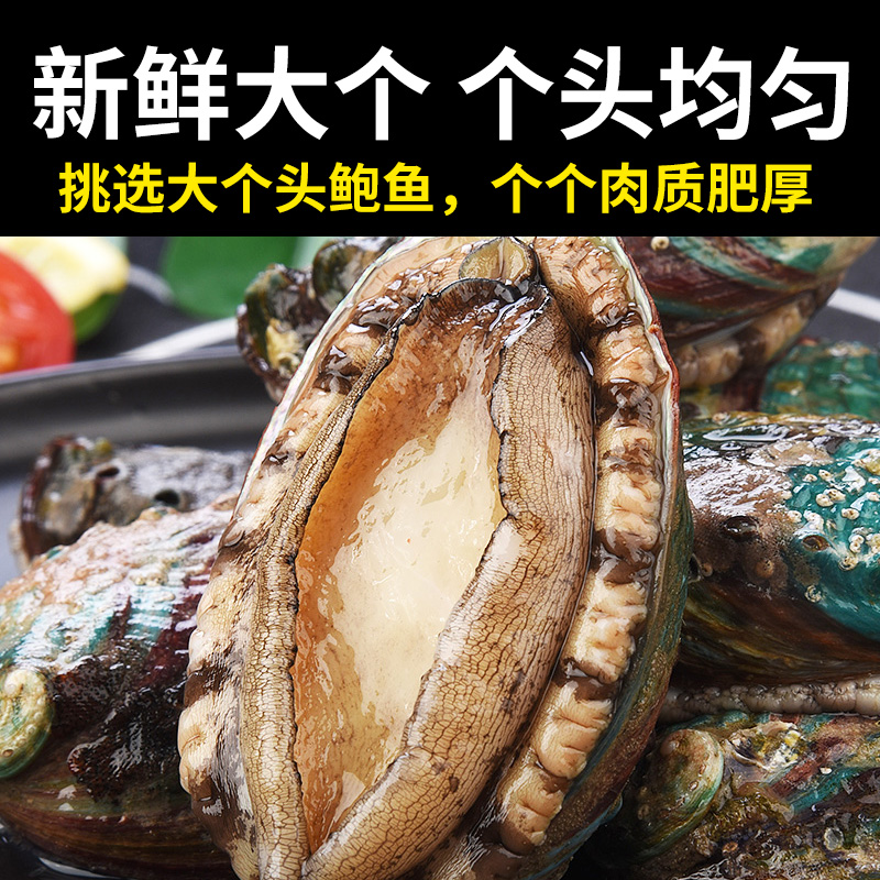 鲍鱼新鲜冷冻超大生鲜海鲜水产特大加热即食小鲍鱼捞汁饭批发商用 - 图1