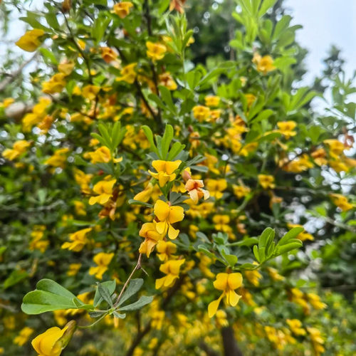 食用金雀花树苗盆栽南雀耐寒植物阳雀花锦鸡儿阳台庭院种植 - 图2