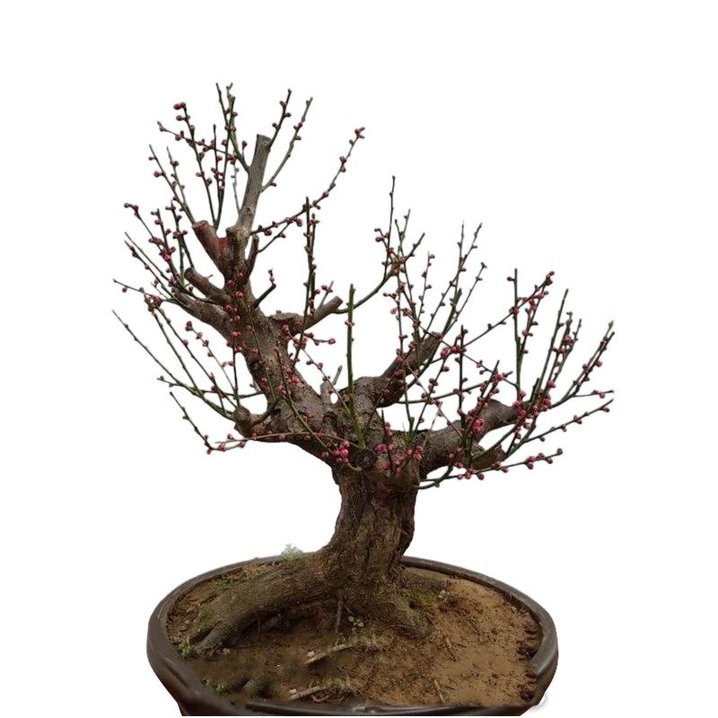 梅花盆栽原生红梅盆景花卉植物苗腊梅树冬季耐寒花苗老桩室内好养,淘宝优惠券,粉丝福利购,淘宝优惠卷