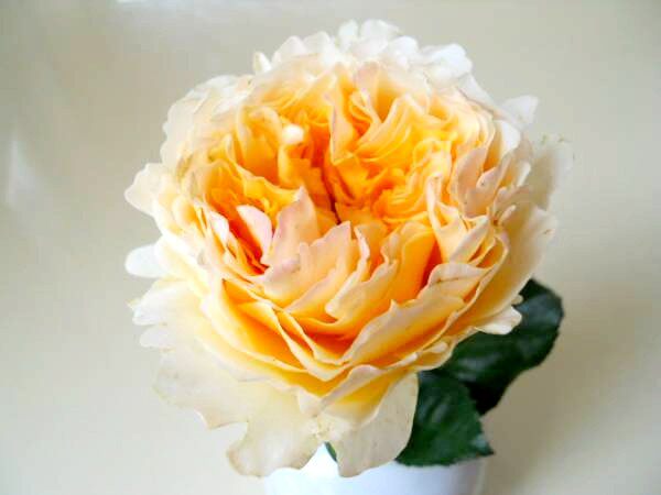 新品欧月【碧翠丝Beatrice】英国奥斯汀切花月季扦插花苗玫瑰苗,淘宝优惠券,粉丝福利购,淘宝优惠卷