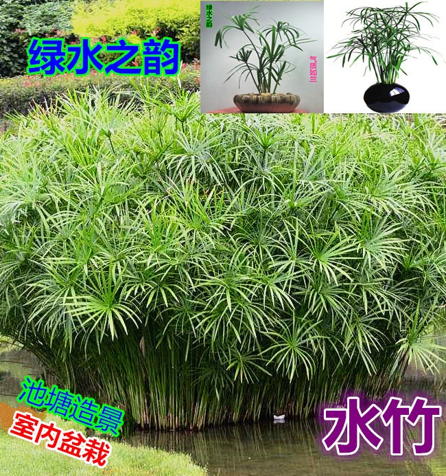 水竹苗盆栽水培旱伞草水养鱼池净水水生再力花黄菖蒲植物-图0