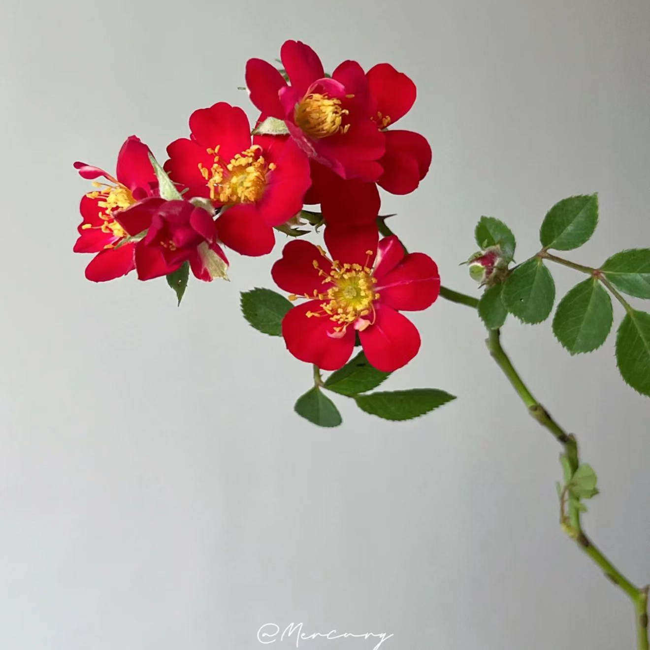 耐寒天鹅绒地毯月季 耐高温开花机器花期长低维护庭院地被月季花,淘宝优惠券,粉丝福利购,淘宝优惠卷