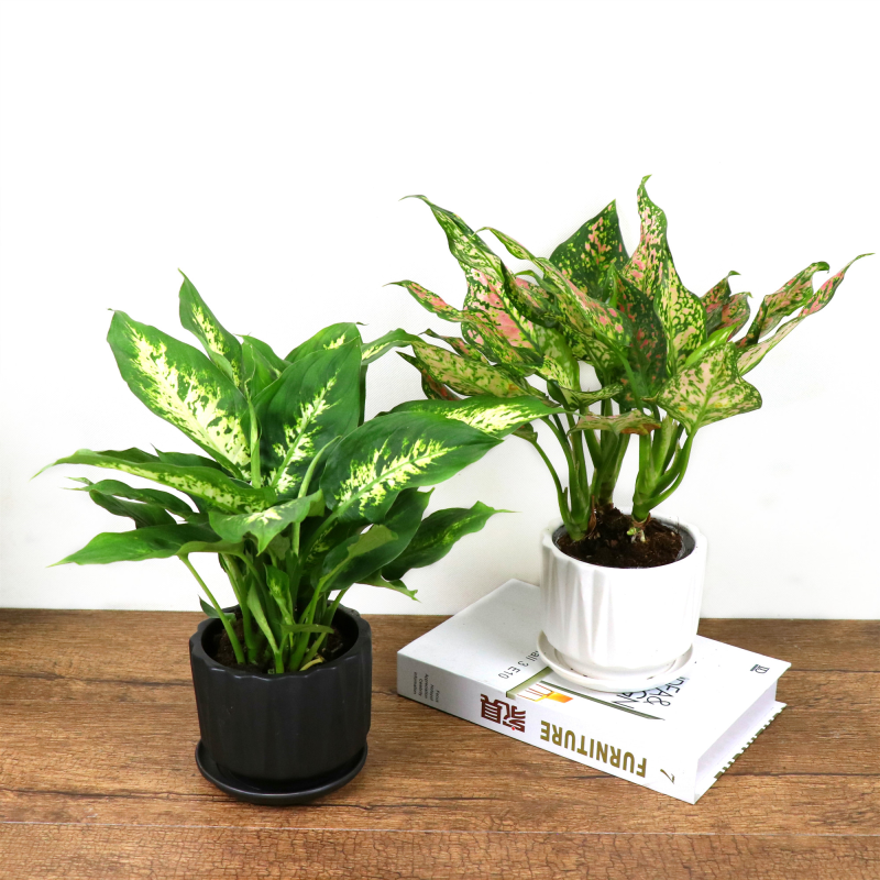 粉黛万年青盆栽植物室内绿植花卉 吉祥如意银皇后红如意盆栽