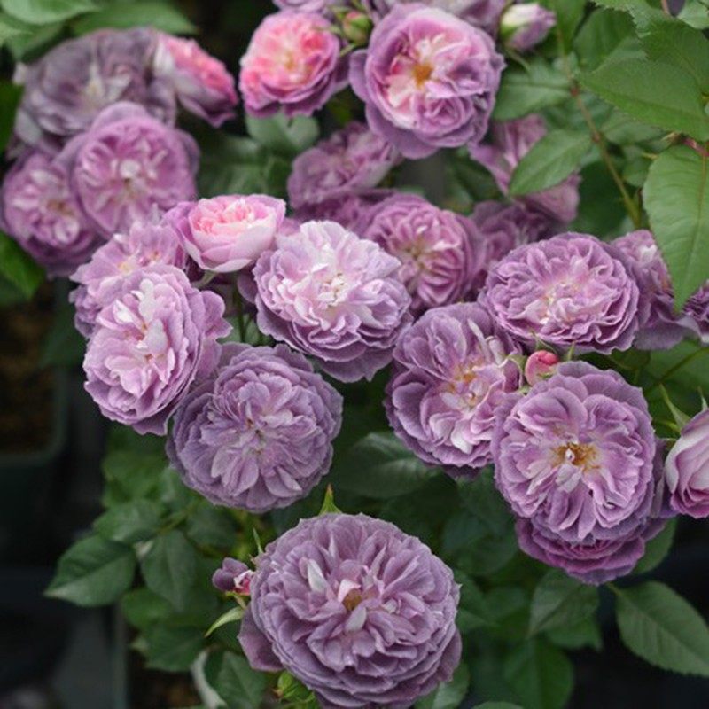 圣十字军 月季花苗河本纯子新品浓香大花多头阳台庭院盆栽花卉,淘宝优惠券,粉丝福利购,淘宝优惠卷