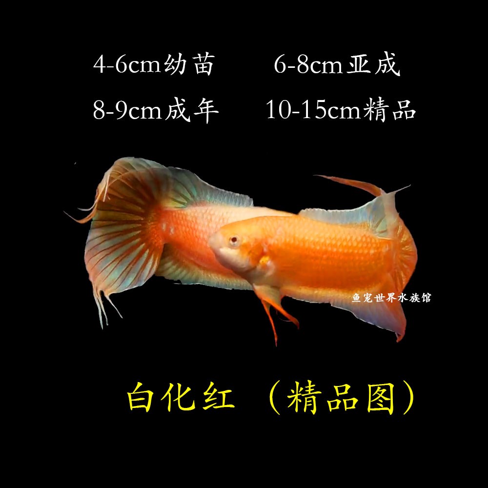 中国斗鱼改良无纹蓝澳洲火焰白化黄金蓝蛇越黑冷水鱼不需打氧好养 - 图2