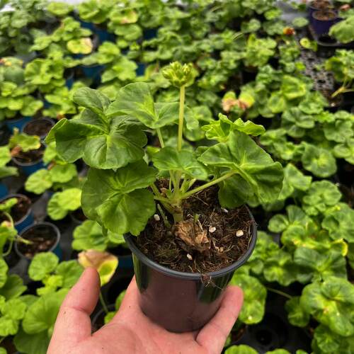 石头花匠 网红天竺葵18个品种 玫瑰小姐国王阳台庭院多年生植物 - 图0