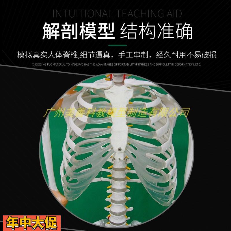 170cm人体骨骼模型附半边韧解剖博物馆骨科教学医用骷髅骨架标本 - 图2