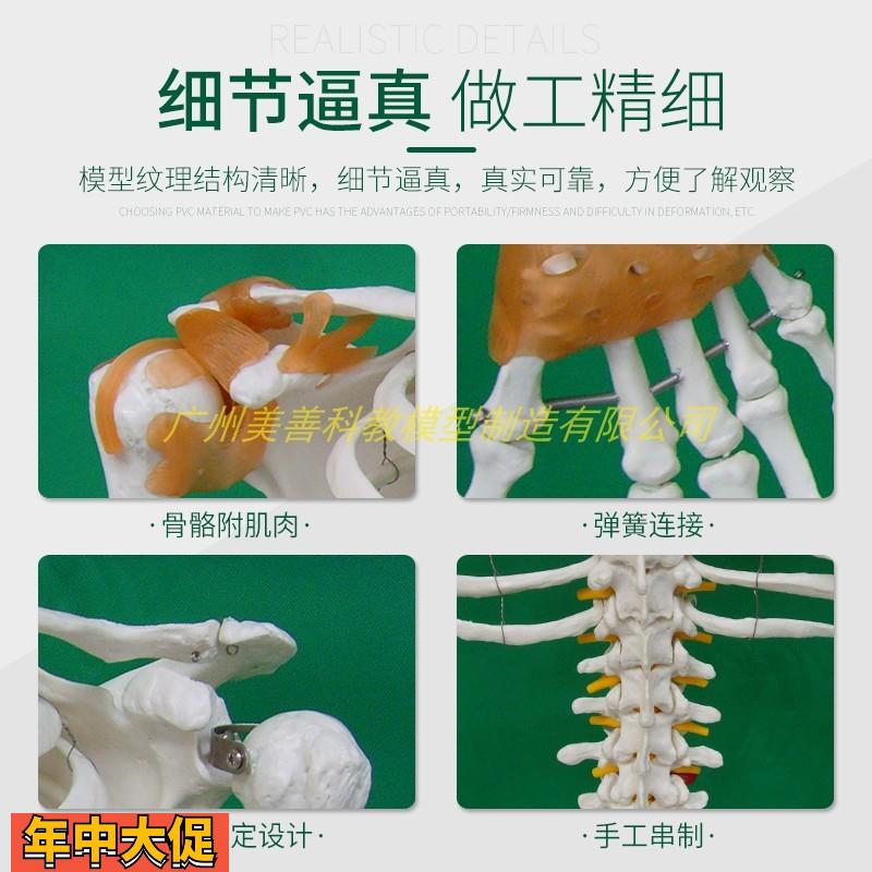 170cm人体骨骼模型附半边韧解剖博物馆骨科教学医用骷髅骨架标本 - 图1