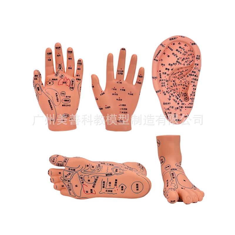 原装适用手部穴位针灸模型足底按摩脚部按摩艾灸穴位足部耳穴模型 - 图3