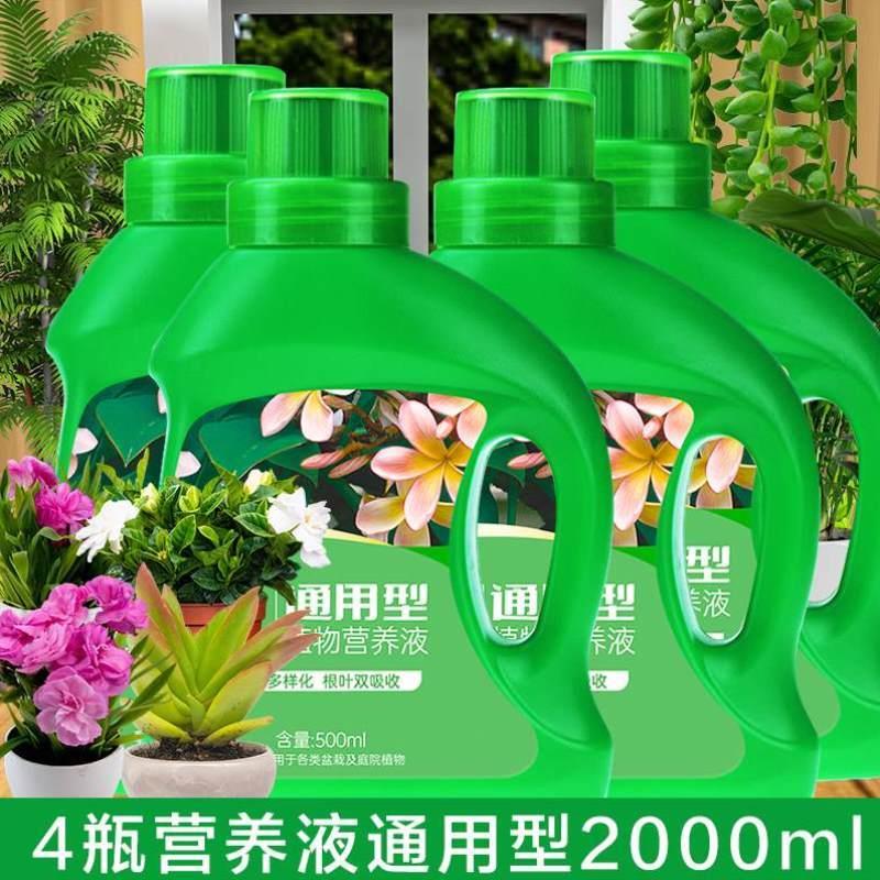 水培营养液花QJF6569草用型庭园液物培养室内花卉生体根植竹子养 - 图1