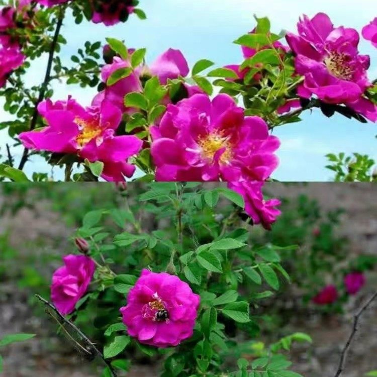 混色爬藤花种子四季开花爬藤开花盆栽地栽花卉简单红黄刺梅种子,淘宝优惠券,粉丝福利购,淘宝优惠卷
