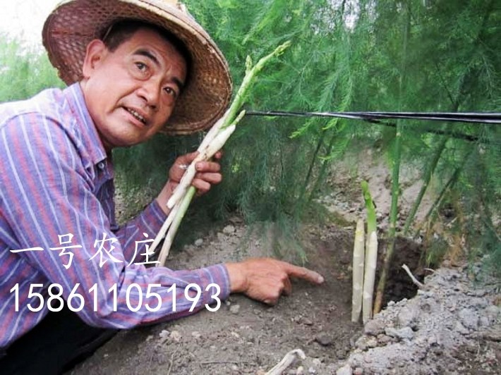 芦笋种孑种子苗根苗种根根种苗盆栽根苗籽带土蔬菜菜种籽蔬菜种子,淘宝优惠券,粉丝福利购,淘宝优惠卷