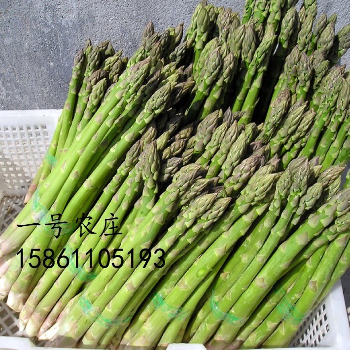 芦笋种孑种子苗根苗种根根种苗盆栽根苗籽带土蔬菜菜种籽蔬菜种子,淘宝优惠券,粉丝福利购,淘宝优惠卷