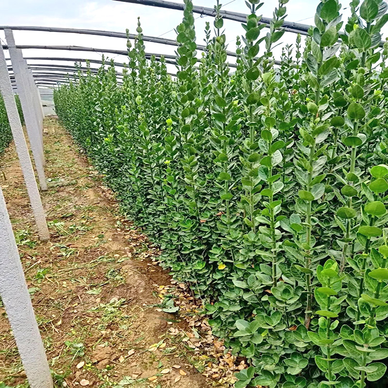 围墙篱笆植物大叶北海道黄杨苗冬青树苗四季常青耐寒庭院绿篱树苗 - 图2