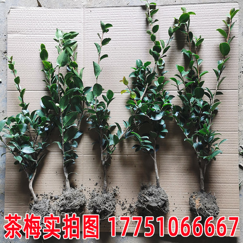 毛杜鹃夏娟毛鹃花苗茶梅苗毛娟映山红小苗花庭院花坛开花植物树苗 - 图2