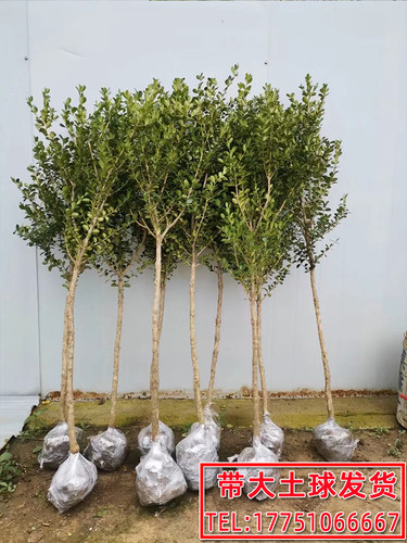 独杆黄杨树苗小叶瓜子黄杨苗大型庭院地栽耐寒四季常青盆景素材苗 - 图3