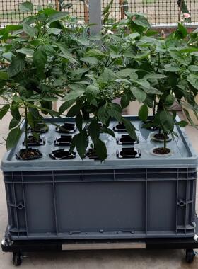水培蔬菜箱阳台无土栽培学生种菜教学家庭自动化蔬菜气雾培育箱