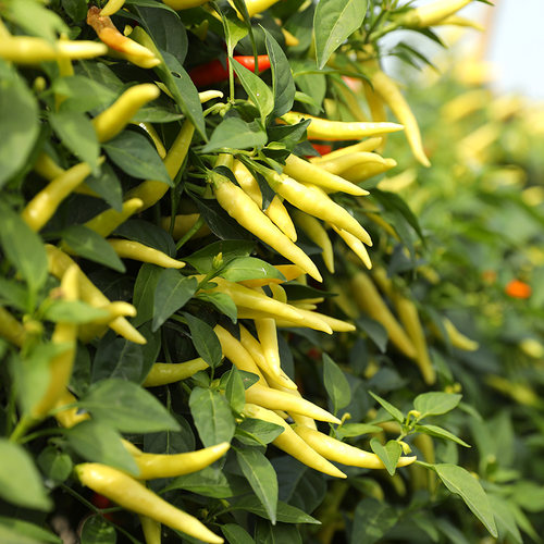 小米辣椒种籽孑苗四季菜苗南方种朝天椒种子大全菜种蔬菜秧苗菜籽-图1