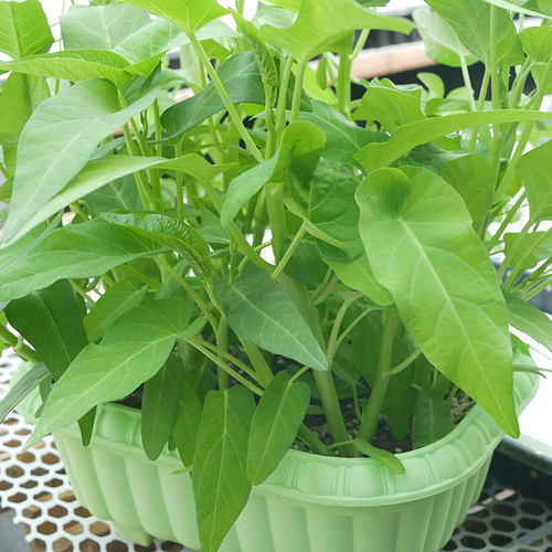 三叉空心菜种籽苗秧老品种空心菜种子四季通菜盆栽批发蔬菜种大全 - 图1