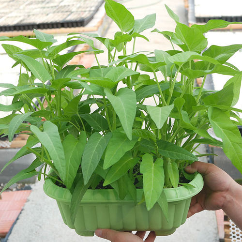 三叉空心菜种籽苗秧老品种空心菜种子四季通菜盆栽批发蔬菜种大全 - 图0