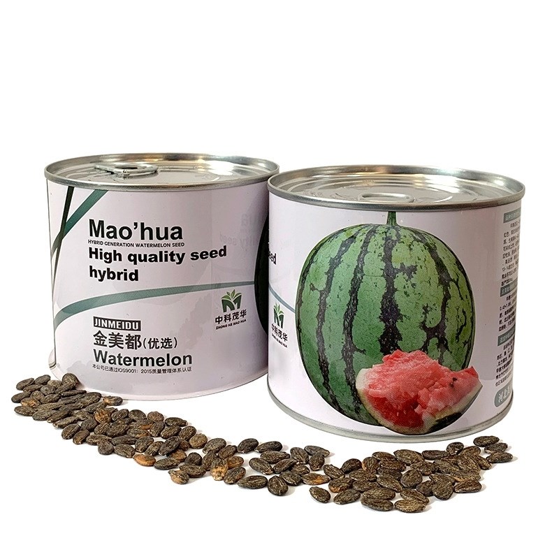 种子西瓜麒麟南方孑籽果种早熟四季高产懒汉西瓜超甜8424特大薄皮 - 图3