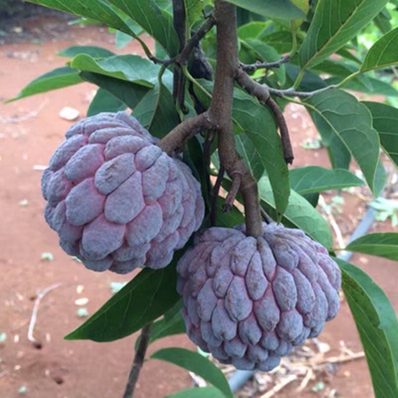 台湾释迦果苗树 嫁接当年结果 南北方种植佛头果苗摩尼红释迦果苗 - 图0