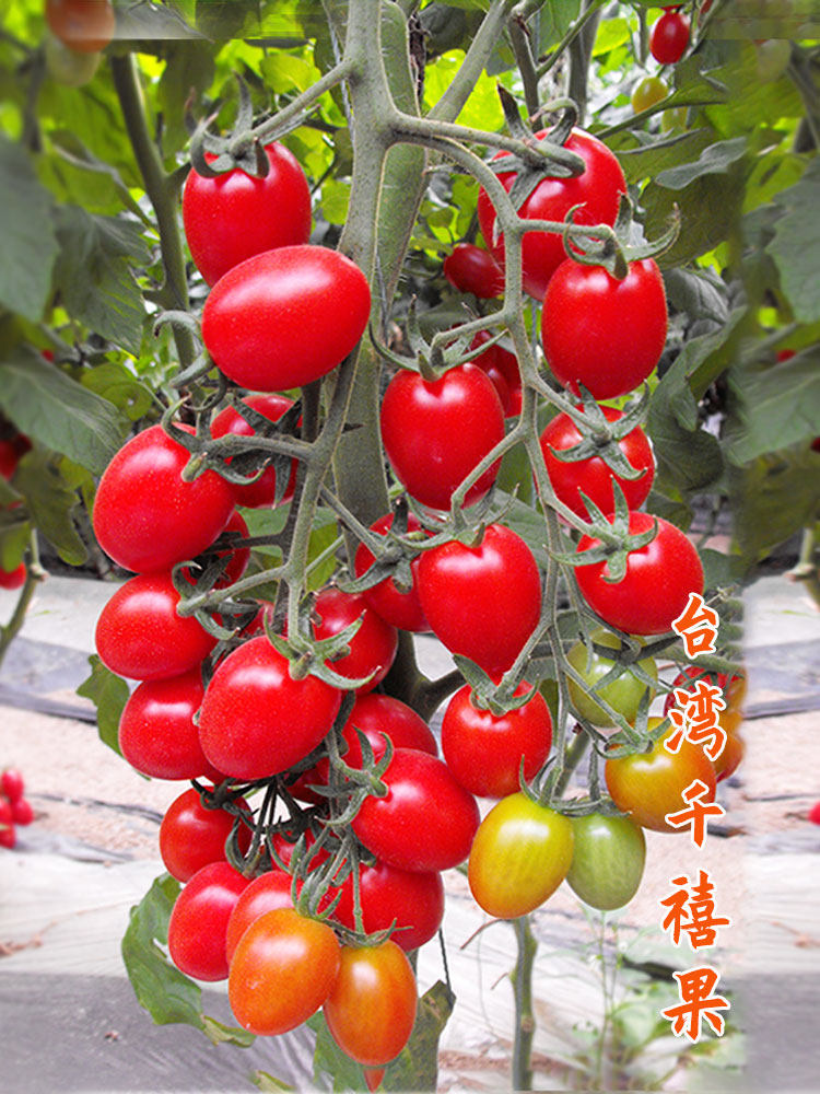 千禧圣女果种子种籽孑矮生樱桃小番茄西红柿苗秧四季盆栽蔬菜果苗,淘宝优惠券,粉丝福利购,淘宝优惠卷