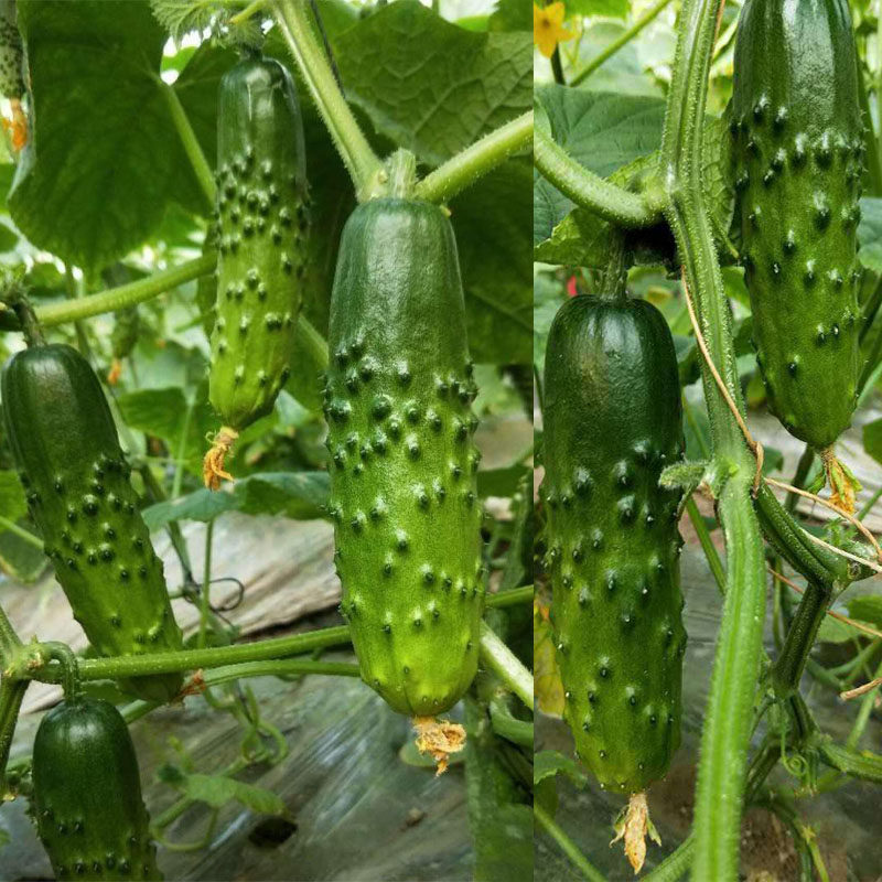 未来103 108旱黄瓜种籽孑 水果旱黄瓜油亮大刺瘤口感青瓜黄瓜种子,淘宝优惠券,粉丝福利购,淘宝优惠卷