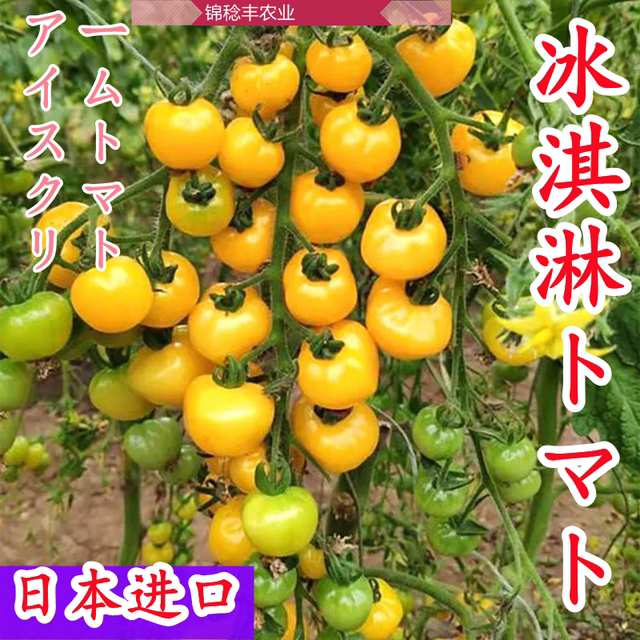 Japanese ice cream tomato seeds pure sweet taste