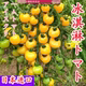 Japanese ice cream tomato seeds pure sweet taste