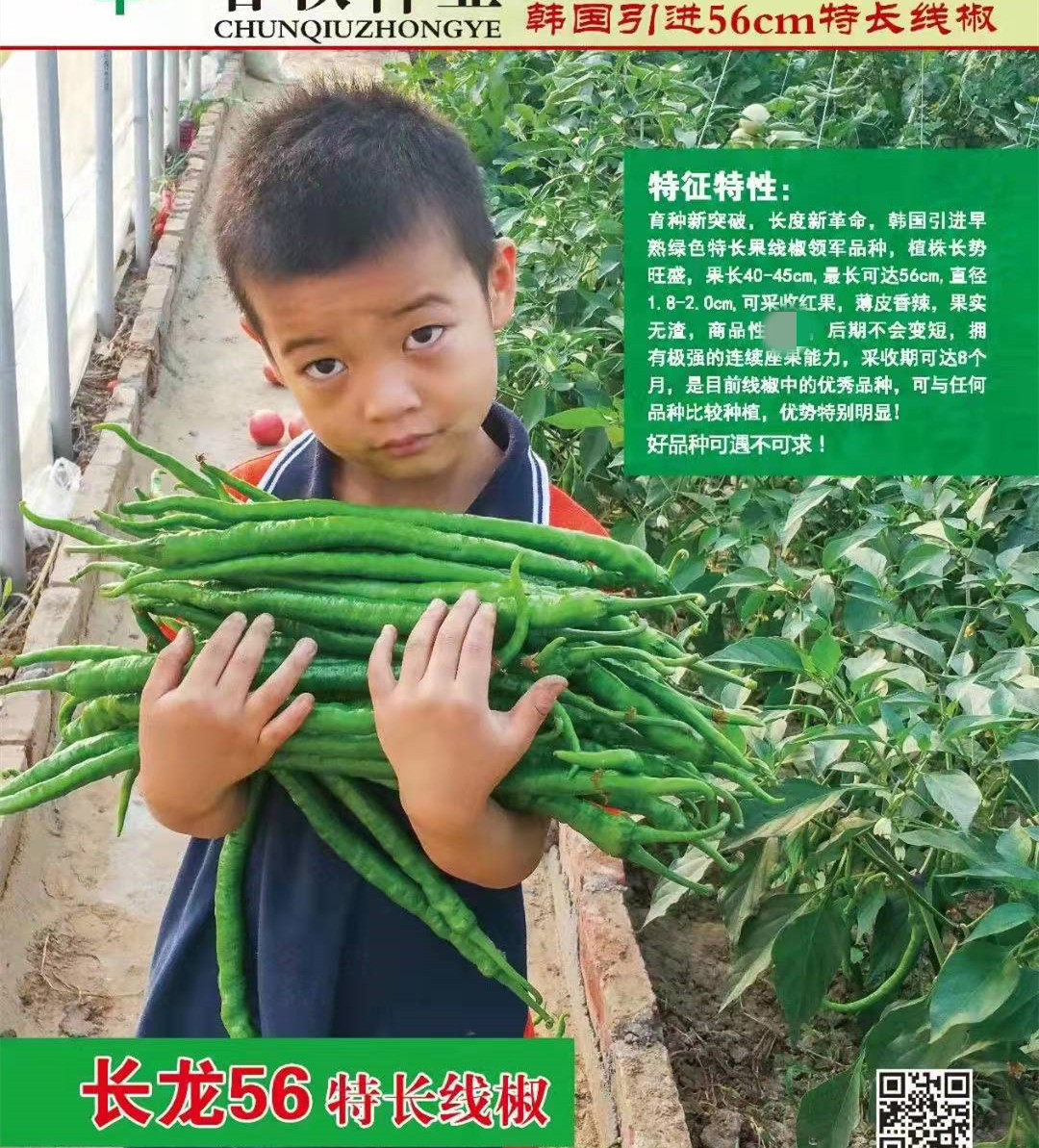 线椒种子帝王336长龙56高产早熟杭椒大田四季播室盆栽辣椒孑秧苗,淘宝优惠券,粉丝福利购,淘宝优惠卷