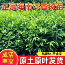 Earth-sinking scents sapling saplings seed spring trees suitable for plant cell villas in the terrace garden on the patio floor