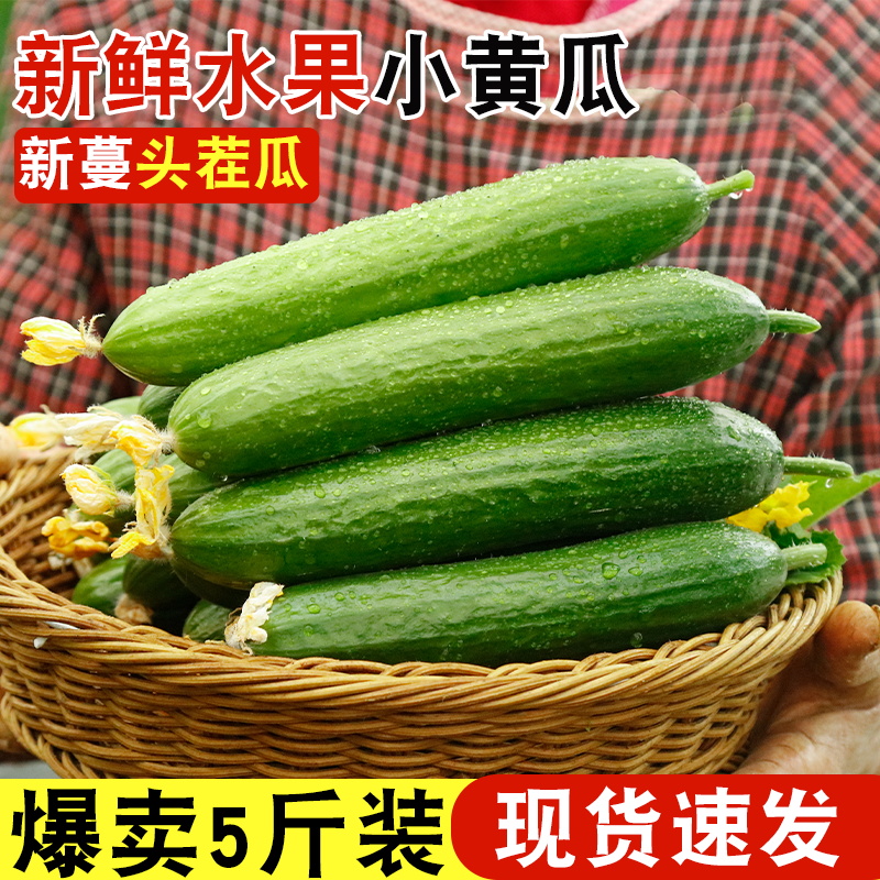 水果黄瓜新鲜生吃无刺小黄瓜水果新鲜青瓜当季蔬菜5斤现摘包邮 - 图1