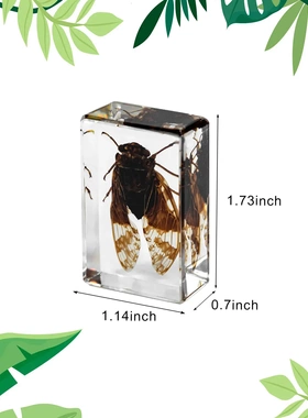 热卖昆虫树脂标本套装幼儿教学