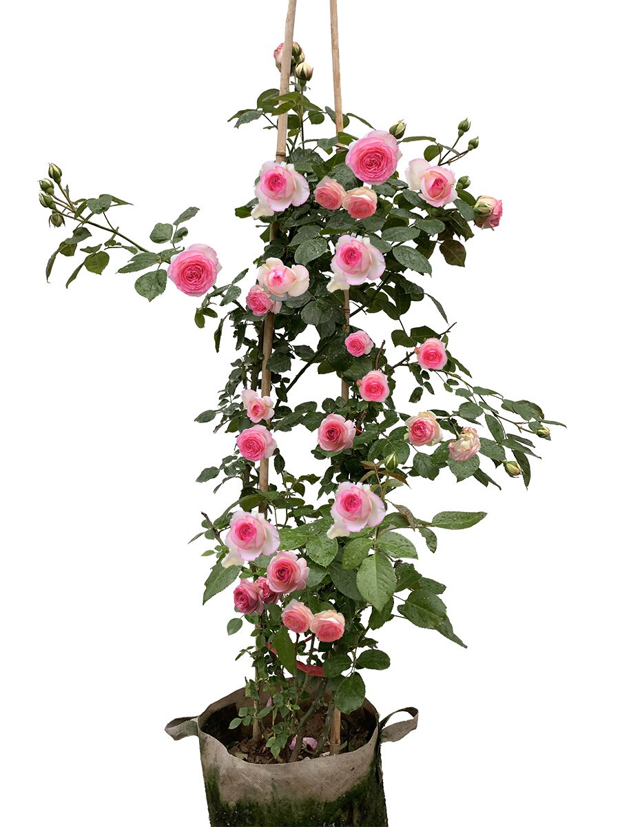 花庭苞阳季特香院藤四开带浓苗苗蔷薇栽花月瑰植台盆季爬 大花玫 小利家居馆06 淘优券