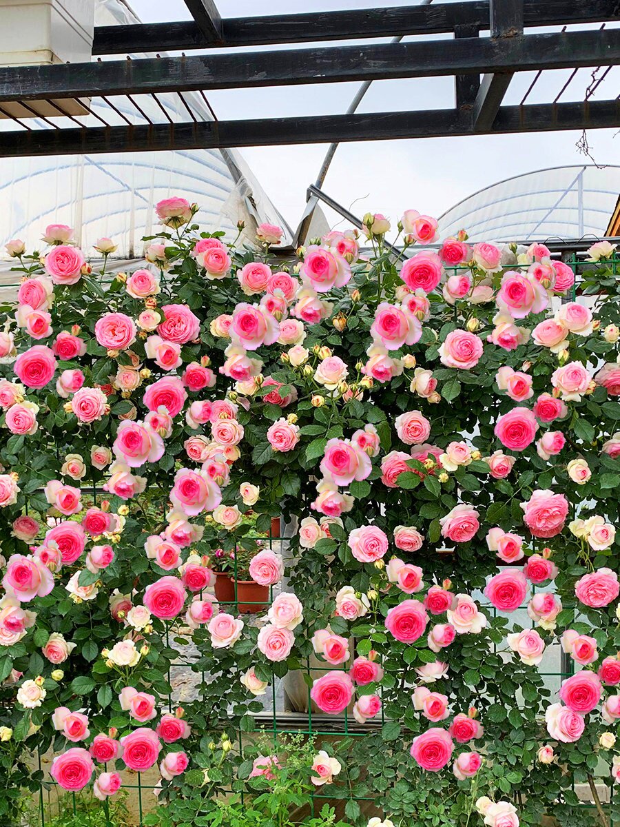 花庭苞阳季特香院藤四开带浓苗苗蔷薇栽花月瑰植台盆季爬 大花玫 小利家居馆06 淘优券