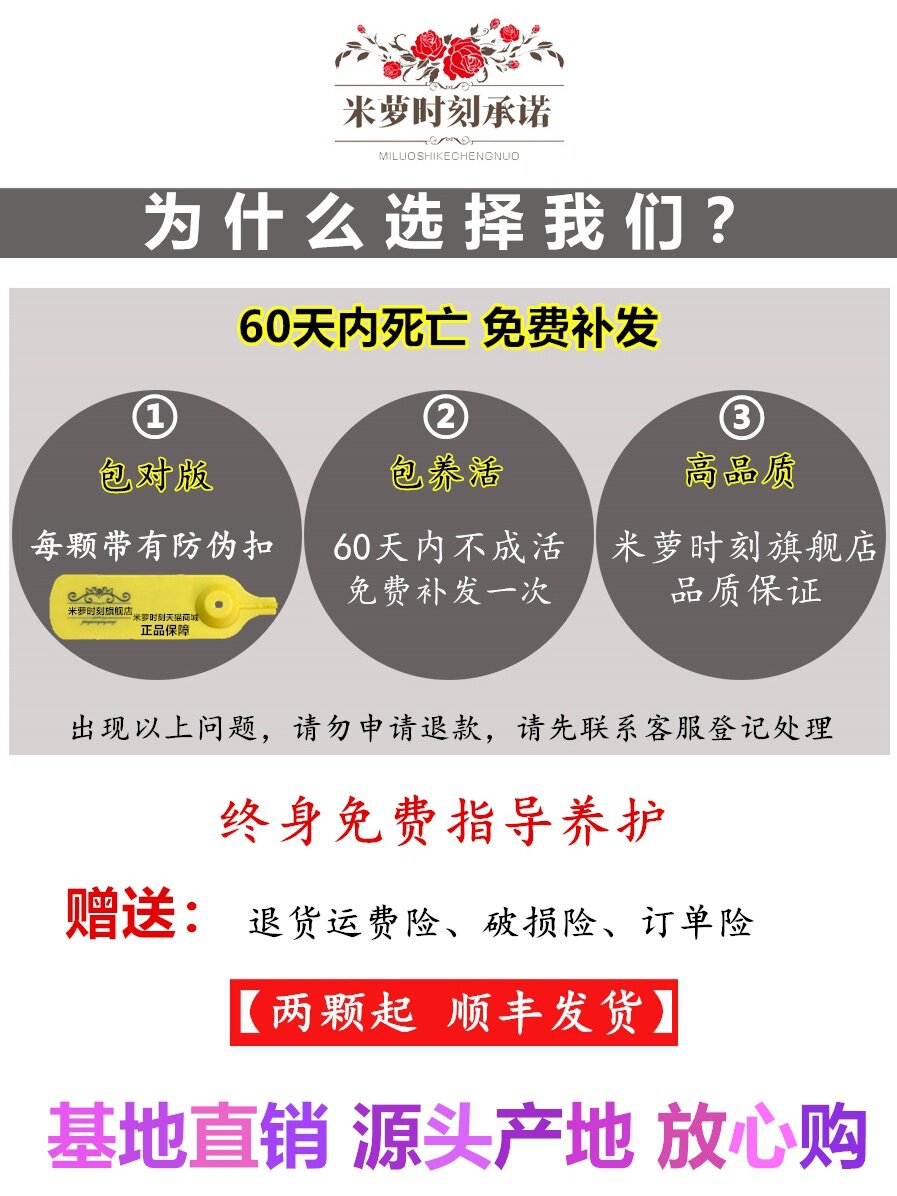 花庭苞阳季特香院藤四开带浓苗苗蔷薇栽花月瑰植台盆季爬 大花玫 小利家居馆06 淘优券