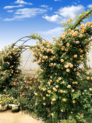 花庭苞阳季特香院藤四开带浓苗苗蔷薇栽花月瑰植台盆季爬 大花玫 小利家居馆06 淘优券