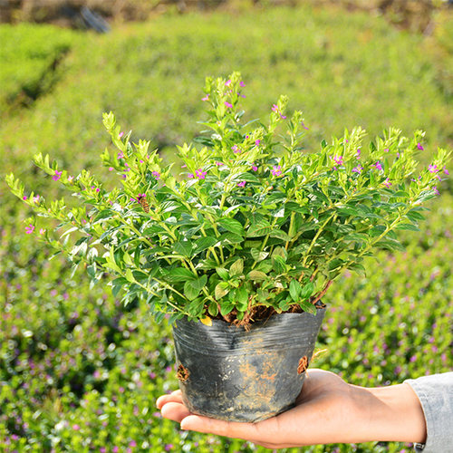 满天星盆栽室内客厅带盆栽好养带花苞发货观花卉植物常绿植 - 图3