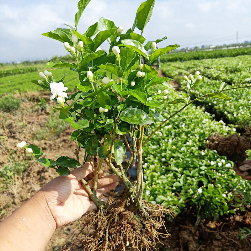 茉莉花苗室外绿植花卉阳台茉莉花盆栽四季开花庭院室内观花植物 红乐圣旗舰店 淘优券