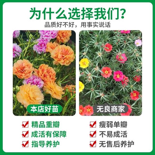 重瓣太阳花盆栽苗大花带根带花苞植物室内室外好养花卉 - 图1