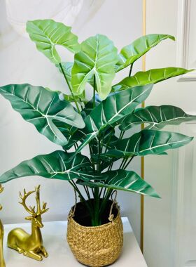 高端仿真绿植小型盆栽摆件假绿植轻奢客厅家居装饰造景洋芋扇葵