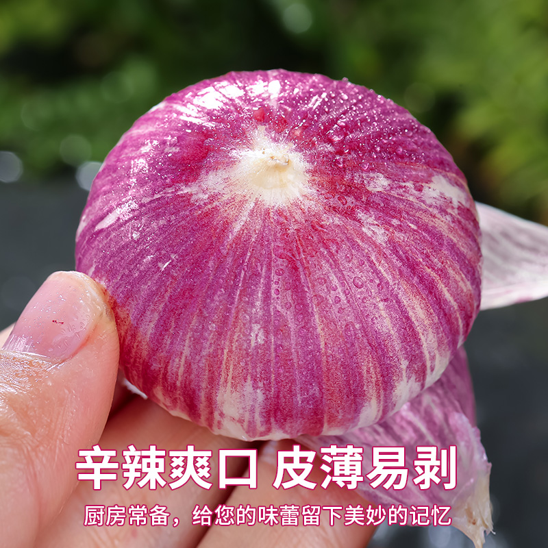紫皮独头蒜云南紫皮大蒜蒜头湿蒜5斤2025年独蒜新鲜新蒜大蒜头10