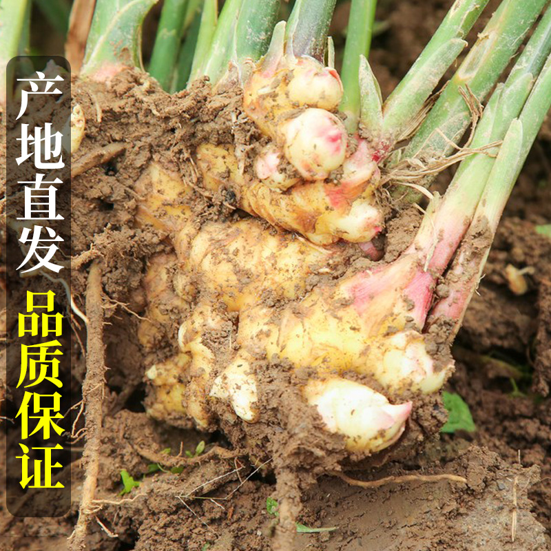 云南小黄姜新鲜生姜现挖当季5斤子姜南姜泡芽姜批发10农家嫩仔姜