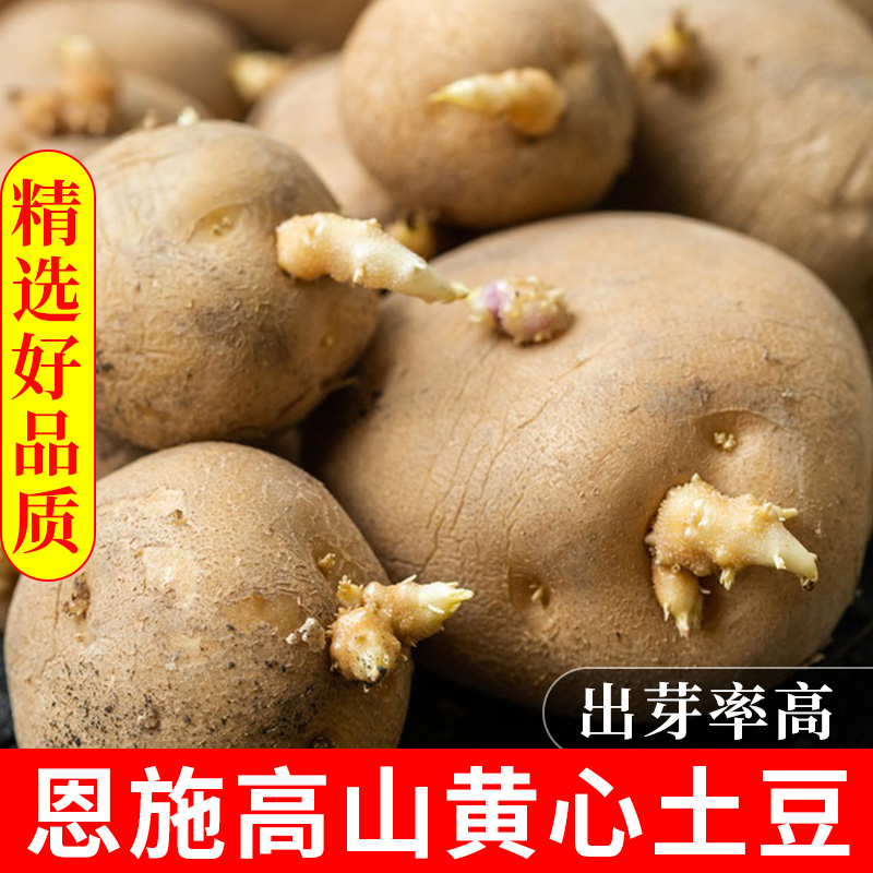 发芽土豆农家老品种恩施小土豆高山带芽士豆黄心马铃薯洋芋批发 - 图0