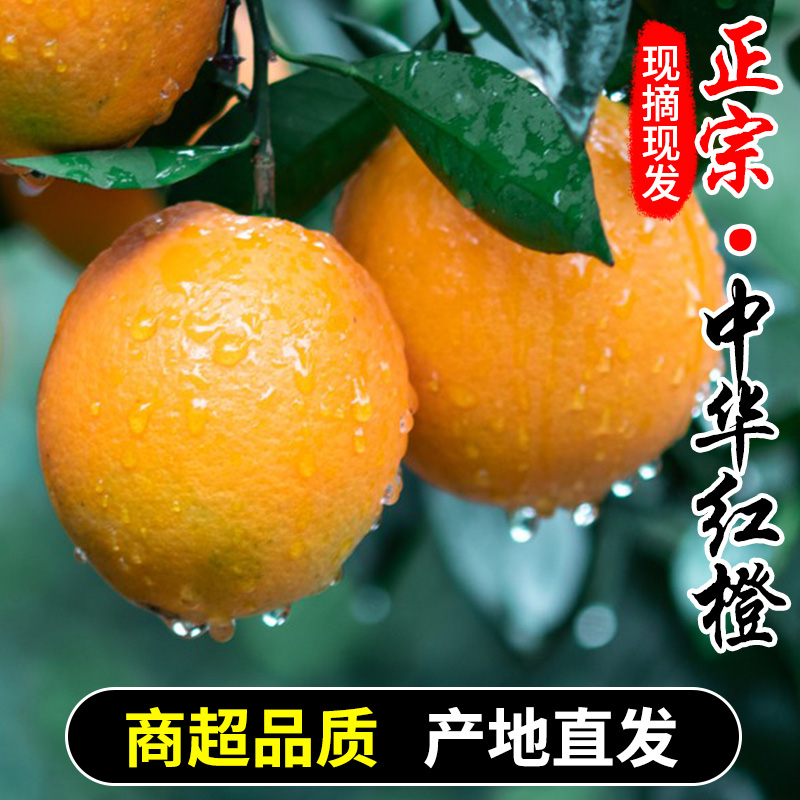 中华红血橙水果礼盒装秭归大果新鲜橙子时令10冰糖果冻香橙甜橙子